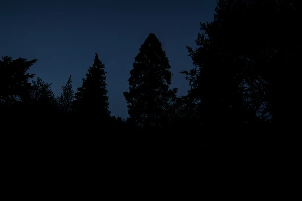 Bäume im Garten bei Nacht ohne das Lichtkonzept
